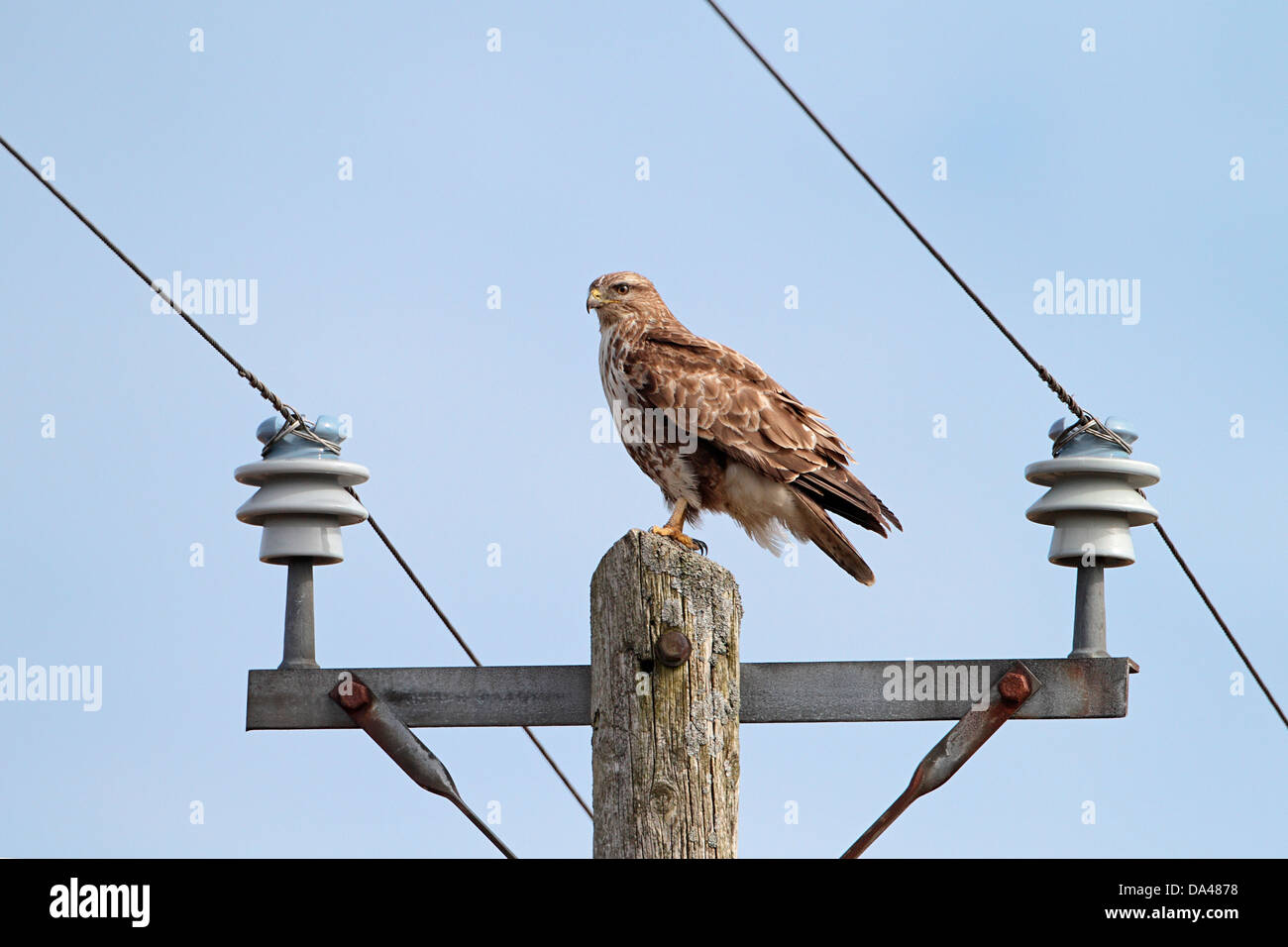 Buse variable (Buteo buteo) perché sur la ligne électrique poster, au nord du Pays de Galles, UK, avril 3531 Banque D'Images