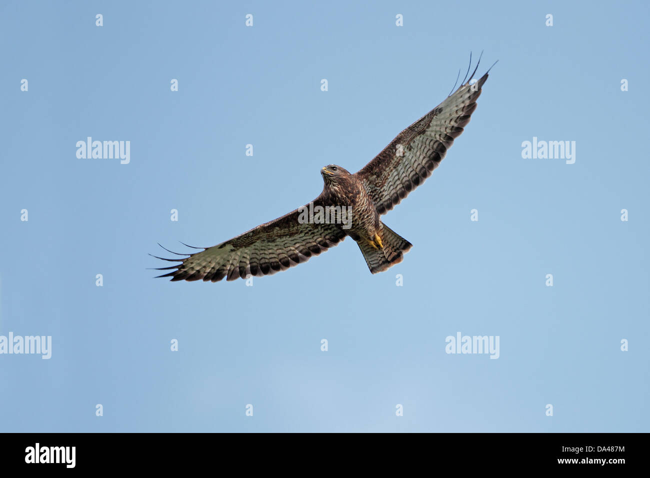 Buse variable (Buteo buteo) planeur sur terre ferme, Mid-Wales, UK, Octobre 4108 Banque D'Images