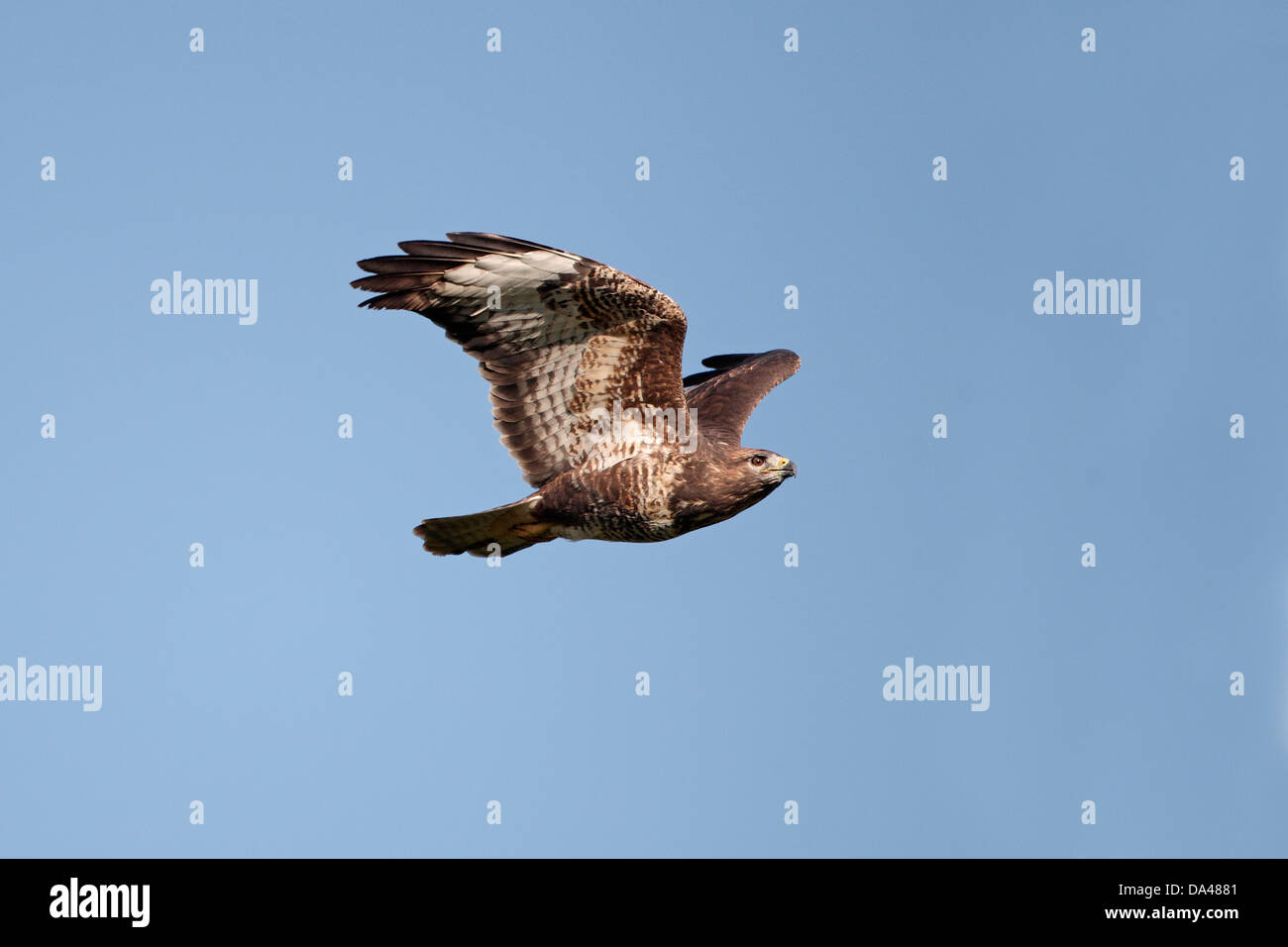 Buse variable (Buteo buteo) en vol, le Pays de Galles, Royaume-Uni, octobre 2010 7392 Banque D'Images