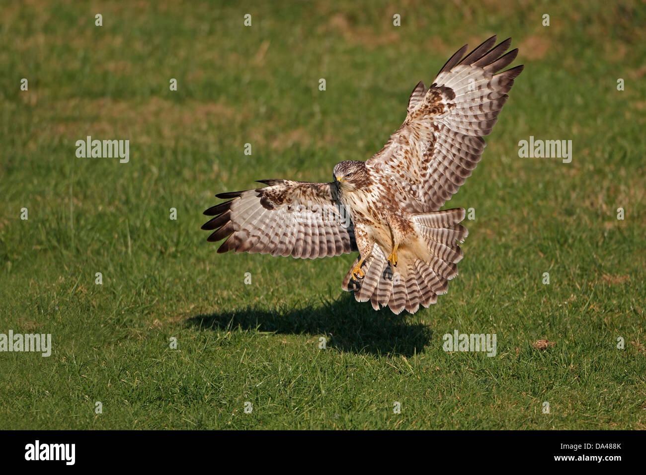 Buse variable (Buteo buteo) dans le champ d'atterrissage, Mid-Wales, UK, Octobre 7652 Banque D'Images