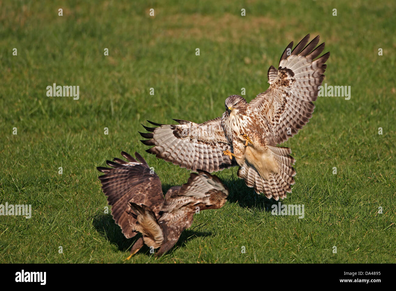 Buse variable (Buteo buteo) débarquement à attaquer un rival sur le terrain, Mid-Wales, UK, Octobre 7654 Banque D'Images