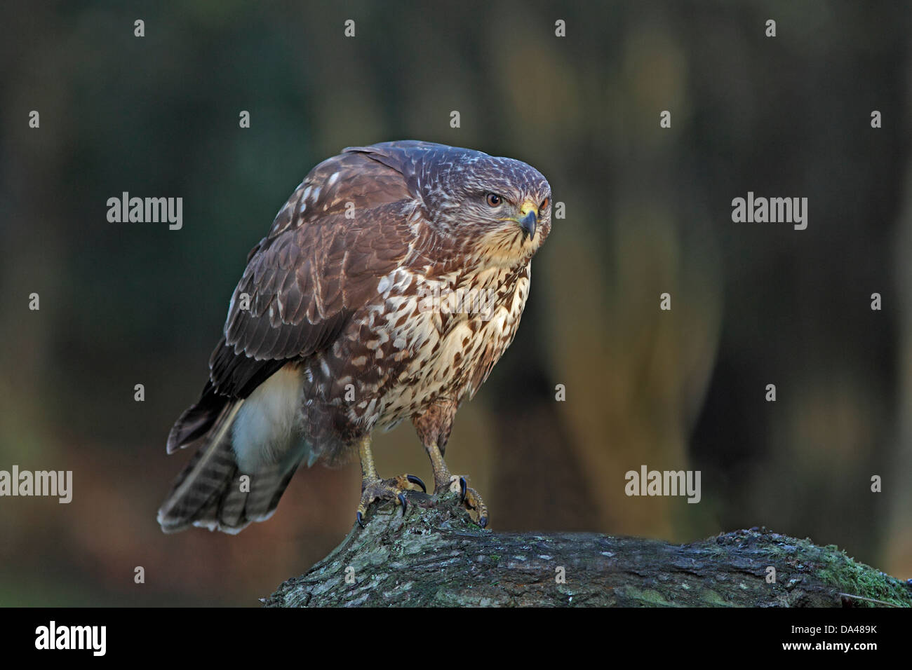 Buse variable (Buteo buteo) perché sur une branche en pose agressive de Woodland, Cheshire, Royaume-Uni, Octobre 8691 Banque D'Images