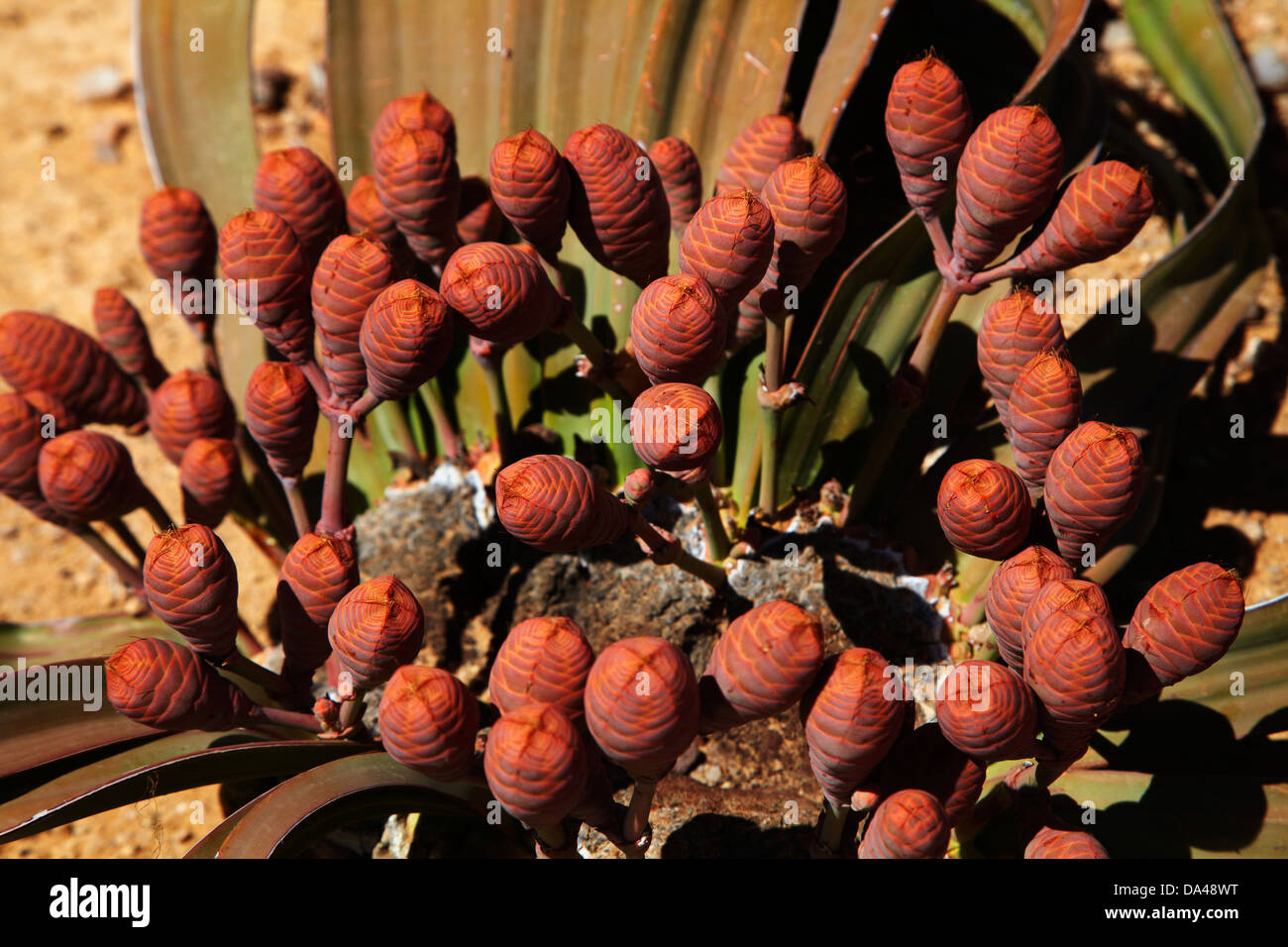 Sur les cônes des plantes Welwitschia à la Forêt Pétrifiée, Damaraland, Namibie, Afrique Banque D'Images