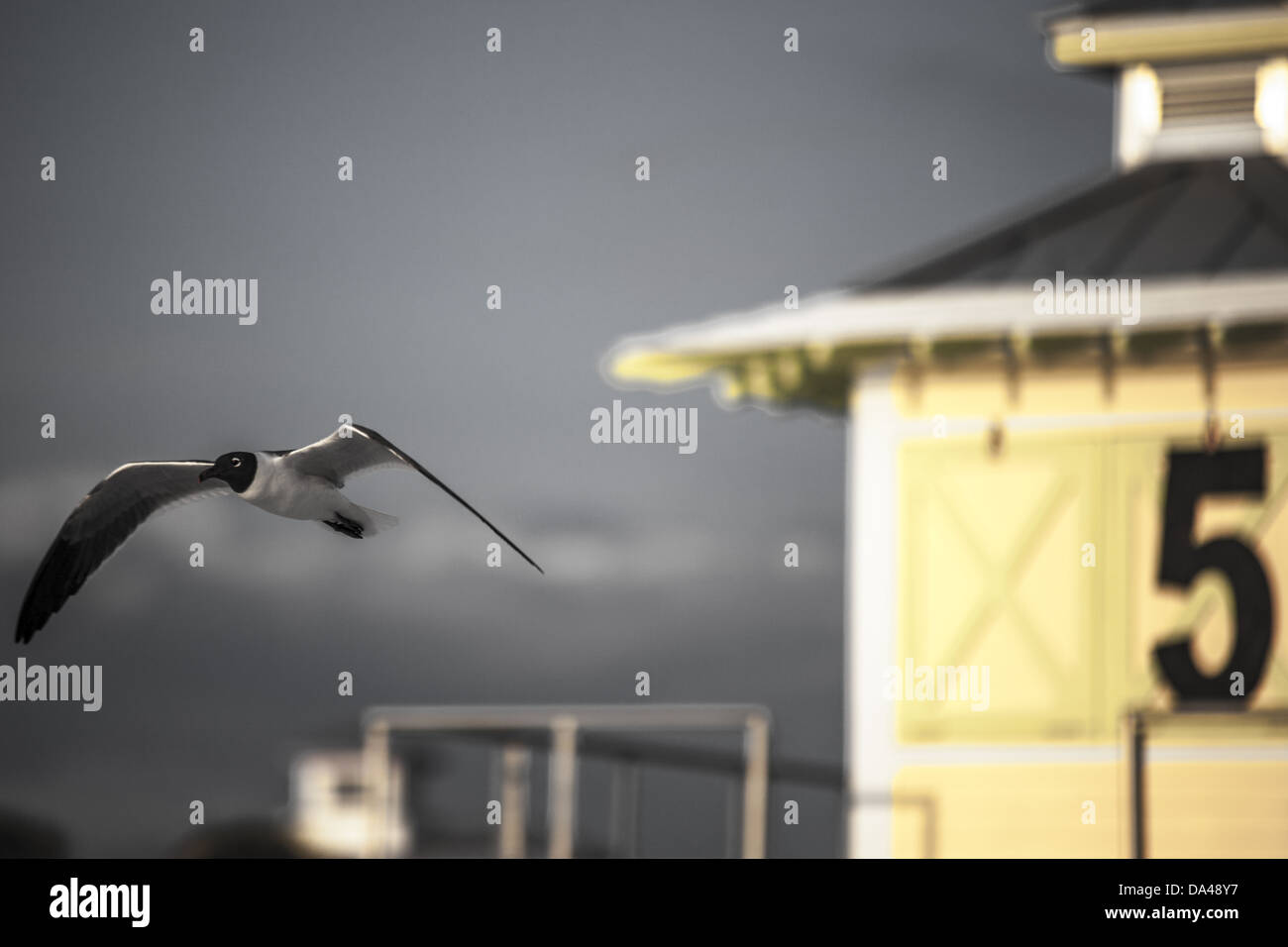 Au cours de la mouette en vol lifeguard Floride - Clearwater Banque D'Images