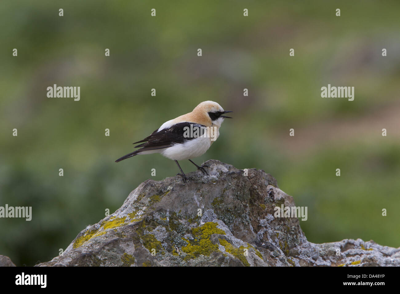 Hibou noir Wheater chantant, homme de race de l'ouest (hispanica) Estrémadure Espagne. Banque D'Images