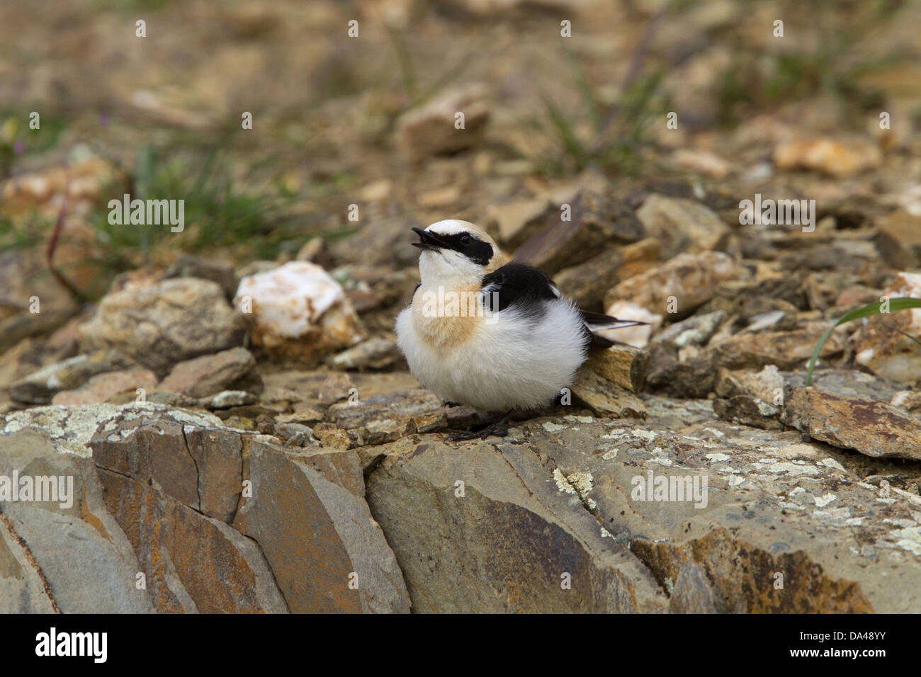 Hibou noir Wheater chantant, homme de race de l'ouest (hispanica) Estrémadure Espagne. Banque D'Images