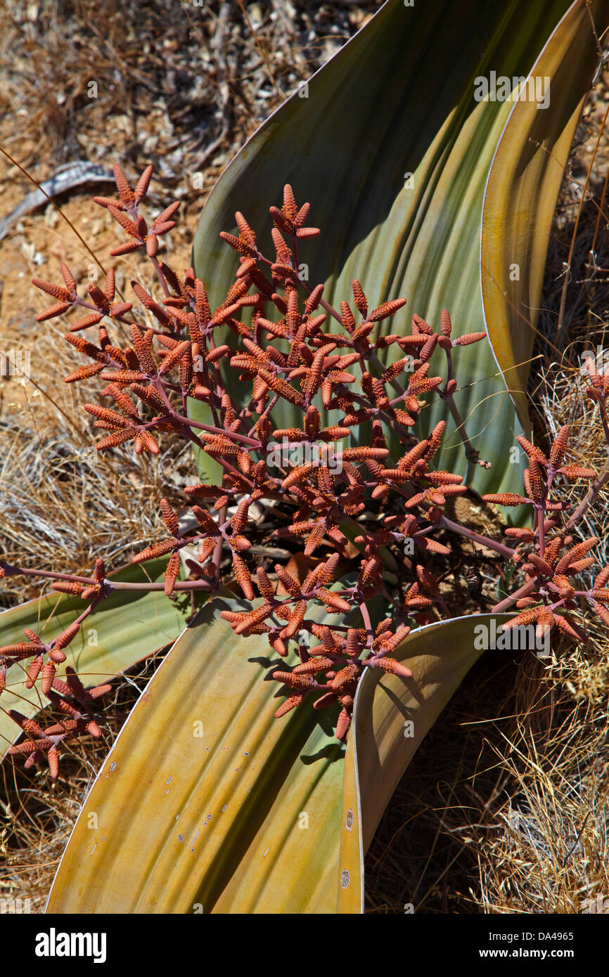 Sur les cônes des plantes Welwitschia masculins à la Forêt Pétrifiée, Damaraland, Namibie, Afrique Banque D'Images