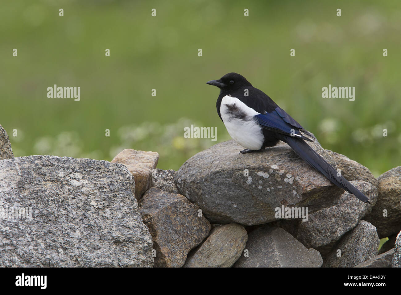 Magpie commune sur mur de pierre. Banque D'Images