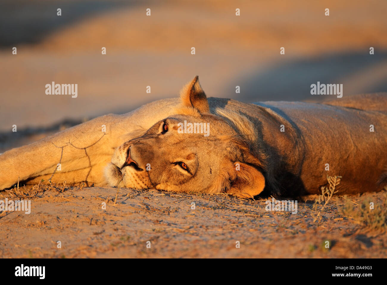 Lioness (Panthera leo) reposant en fin d'après-midi, lumière, désert du Kalahari, Afrique du Sud Banque D'Images