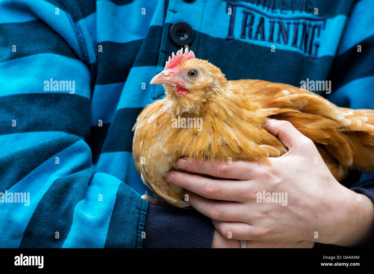 Gallus gallus domesticus. Jeune fille tenant un animal poulet / bantam Banque D'Images