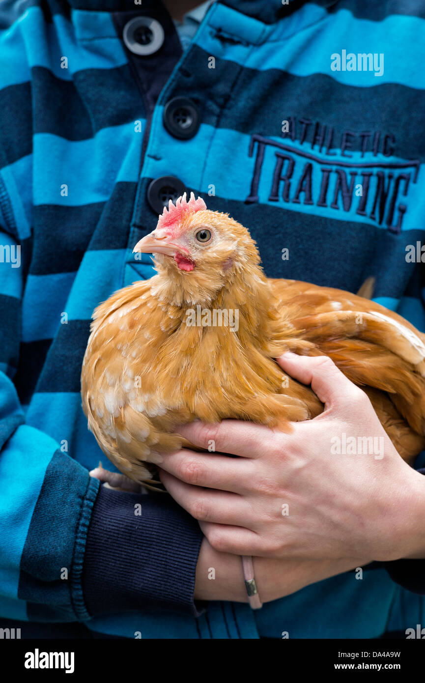 Gallus gallus domesticus. Jeune fille tenant un animal poulet / bantam Banque D'Images