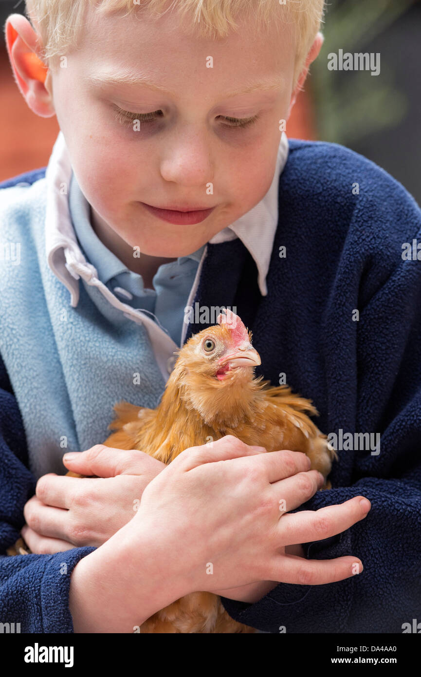 Gallus gallus domesticus. Jeune garçon tenant un animal poulet / bantam Banque D'Images