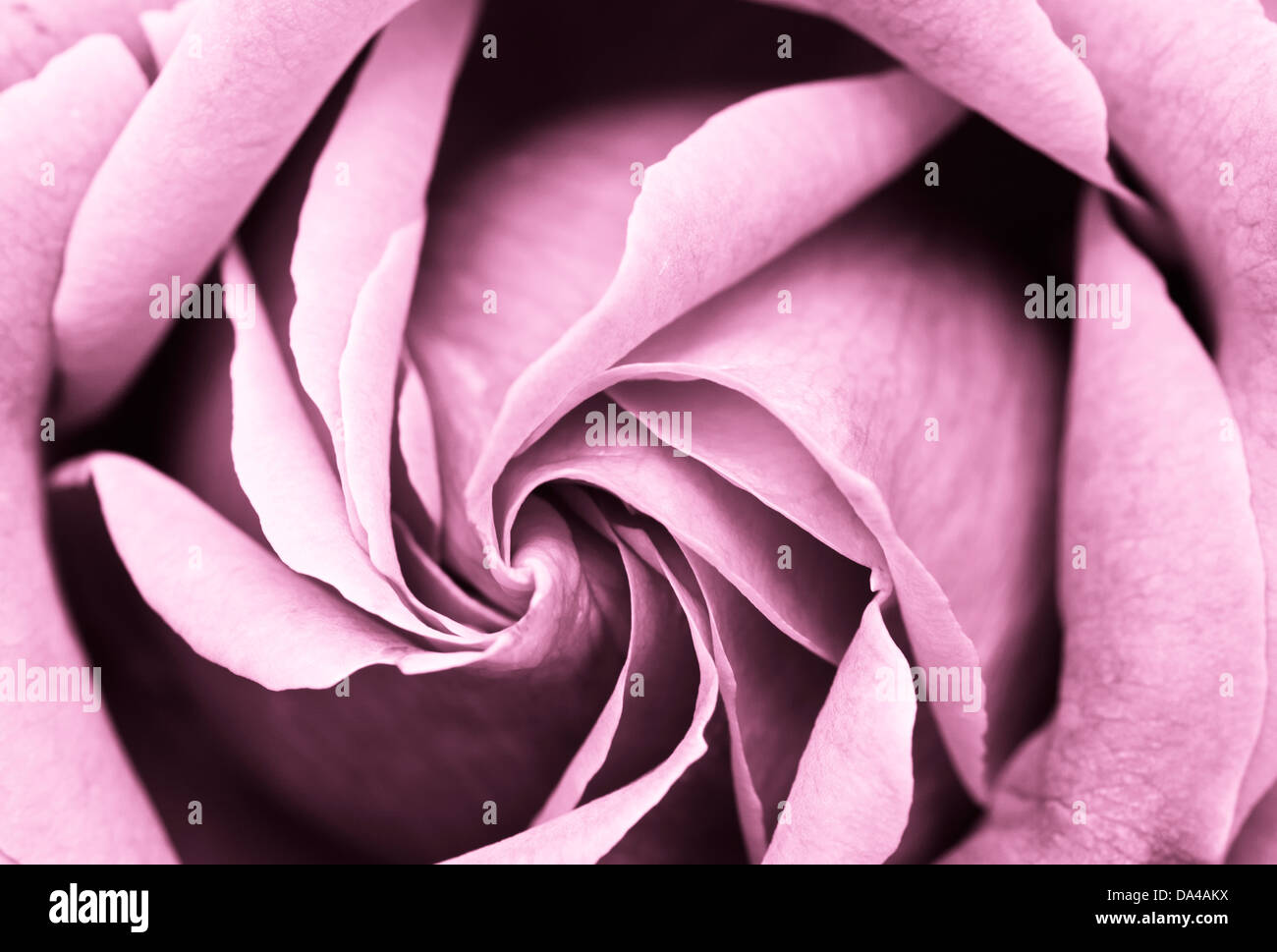Close up de la configuration en spirale de pétales de rose. Banque D'Images