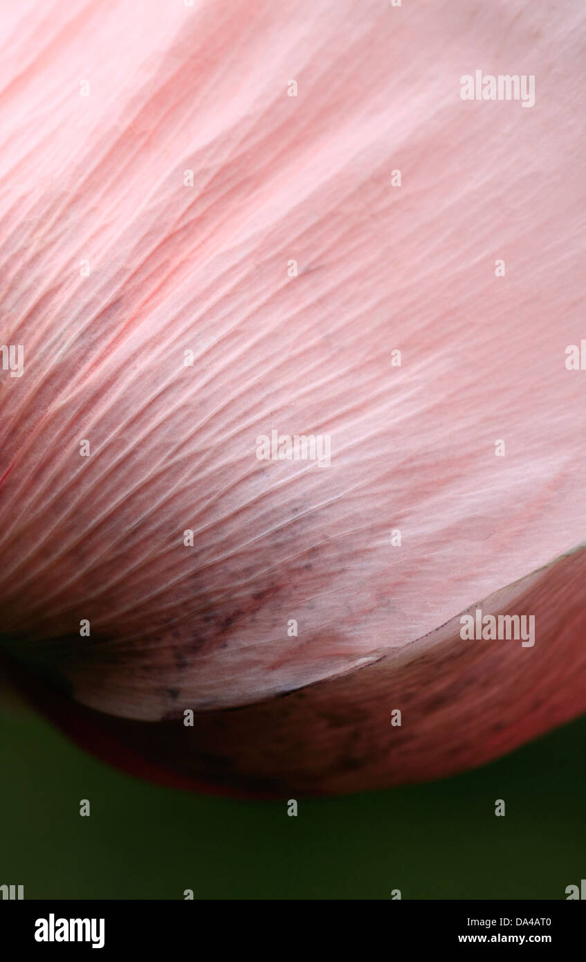 Pétales de pavot oriental rose géant. Banque D'Images