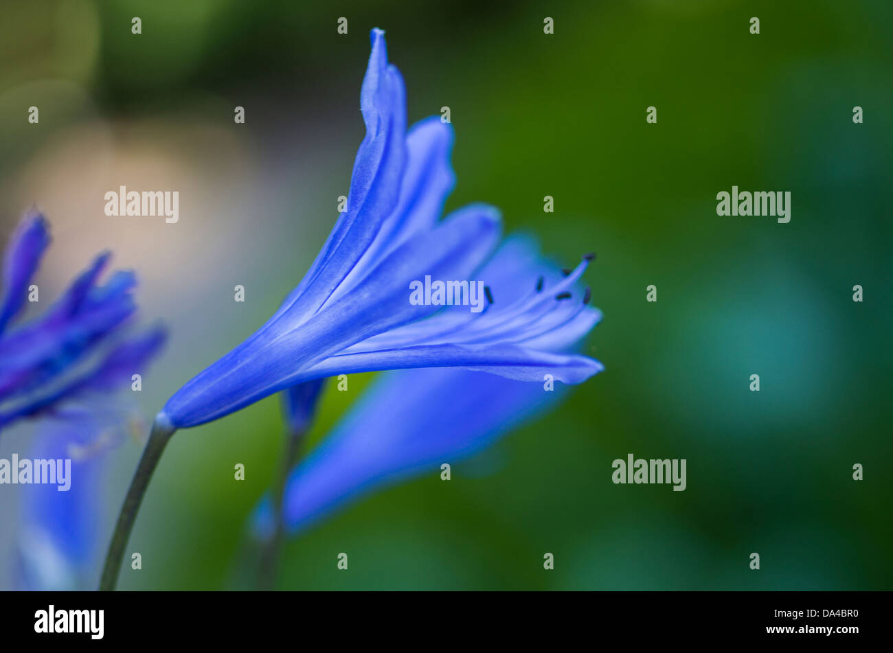 Fleur Bleue avec beaucoup d'arrière-plan et couleurs étonnantes Banque D'Images
