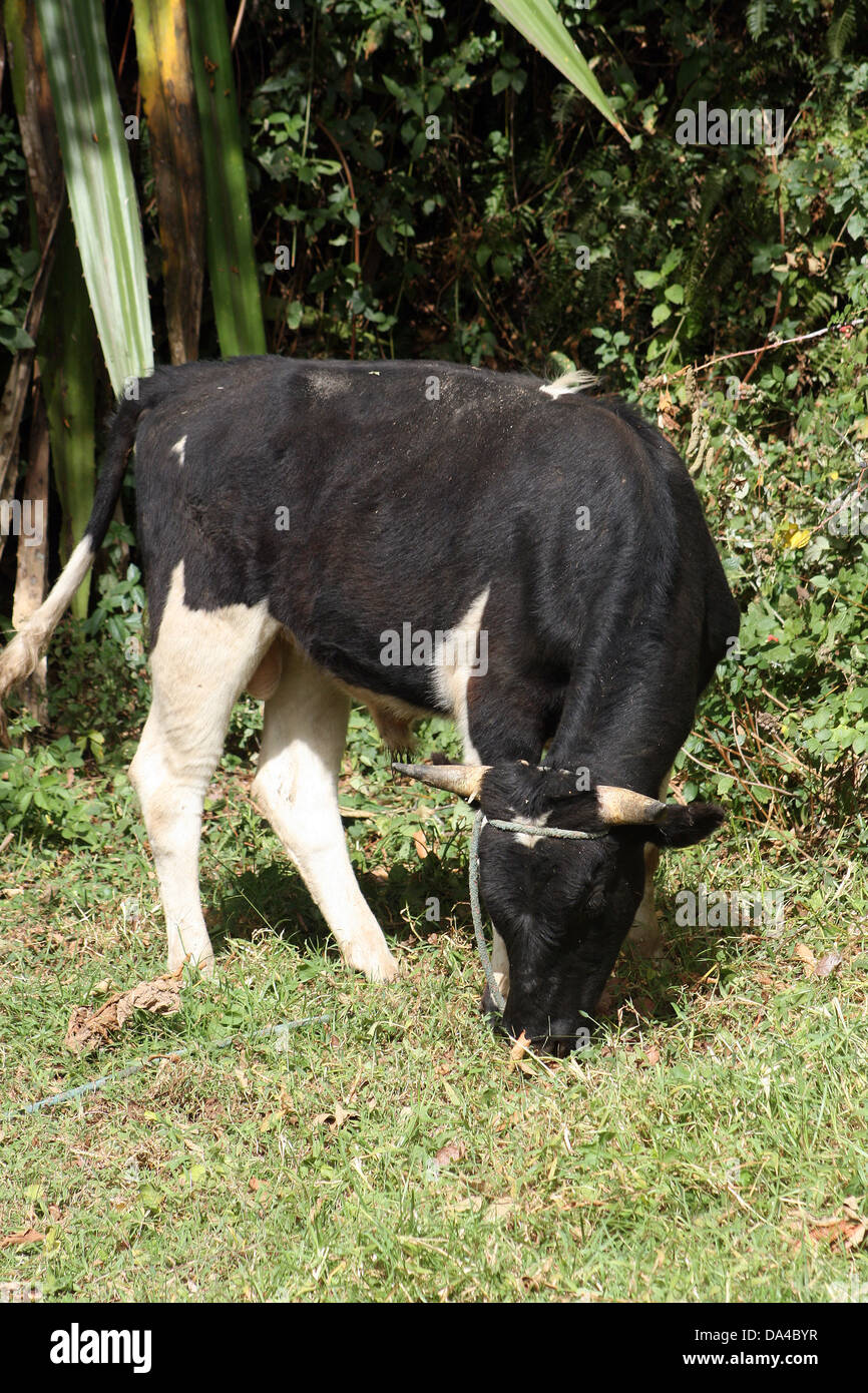Un taureau Holstein agriculteurs debout dans un pâturage à Cotacachi (Équateur) Banque D'Images