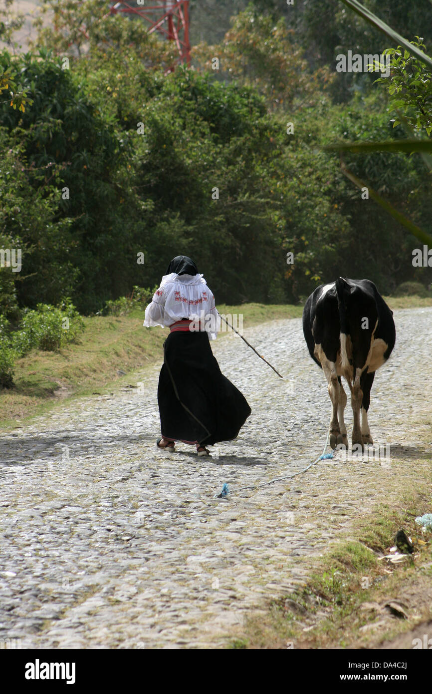 Une femme autochtone menant une vache sur une route à Cotacachi (Équateur) Banque D'Images