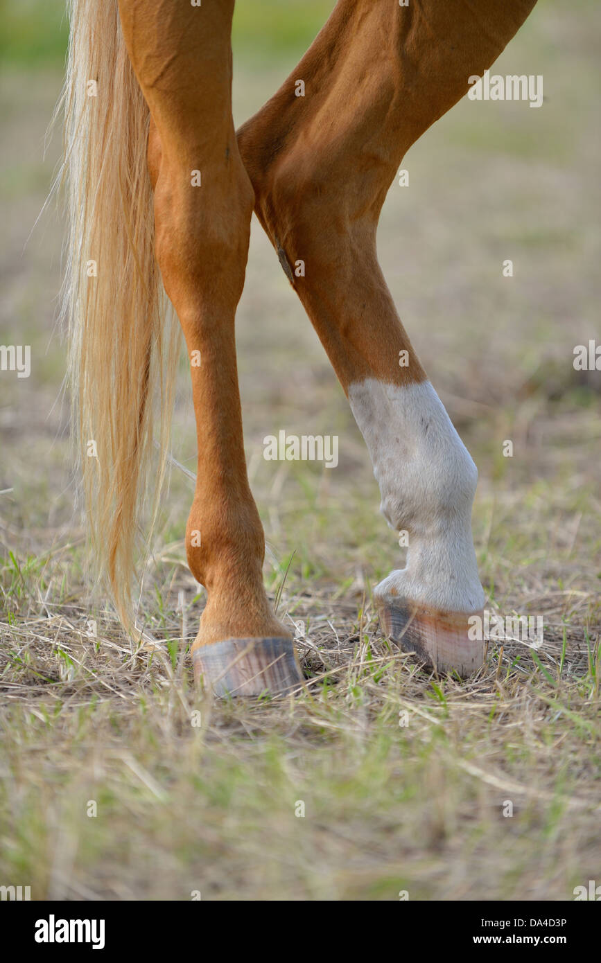 Cheval domestique (Equus ferus caballus), Färjestaden, Suède Banque D'Images