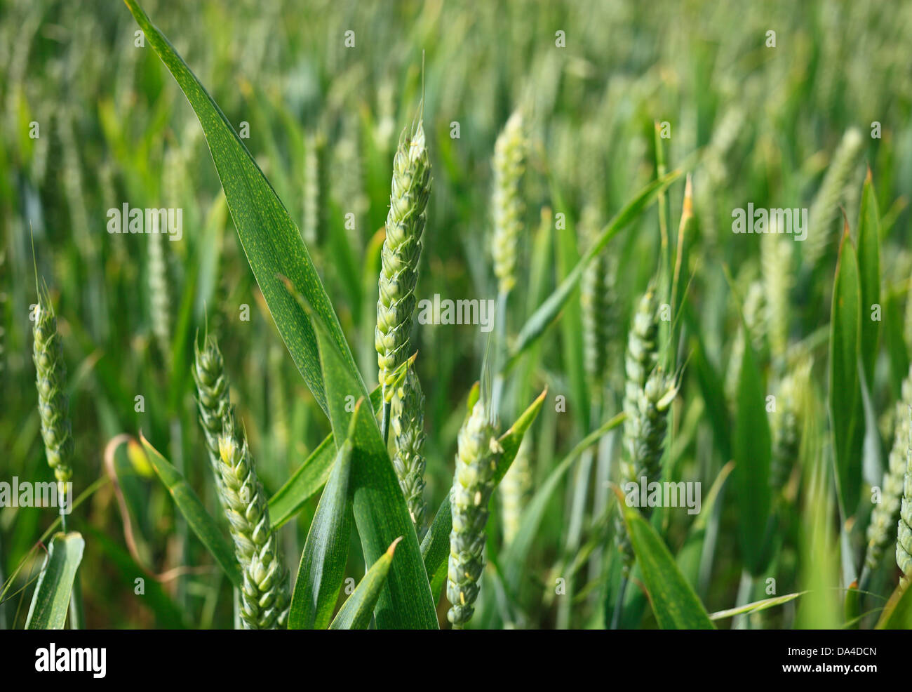 La culture du blé dans un champ. Banque D'Images