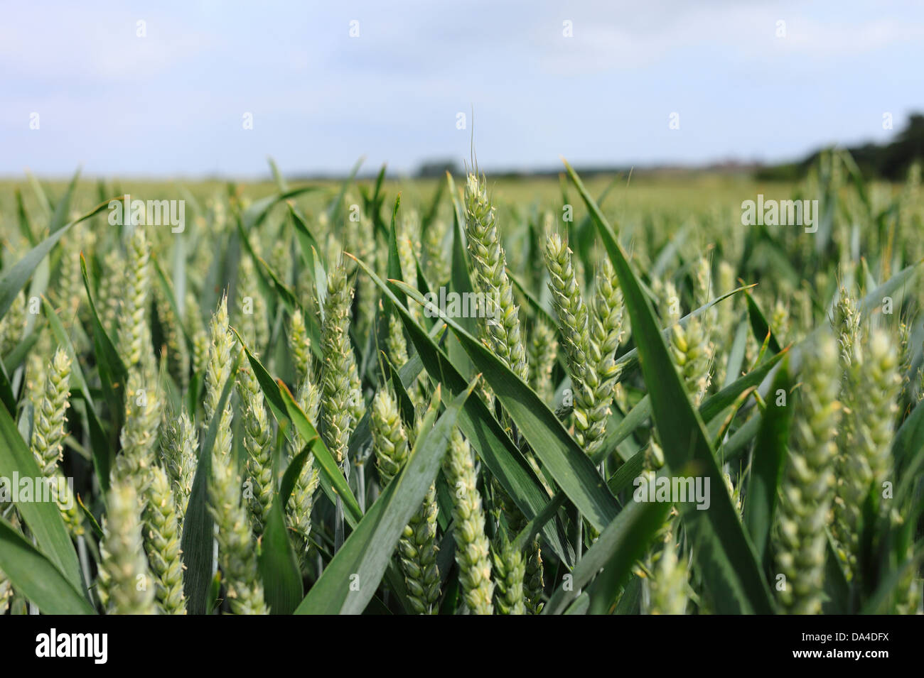 La culture du blé dans un champ. Banque D'Images