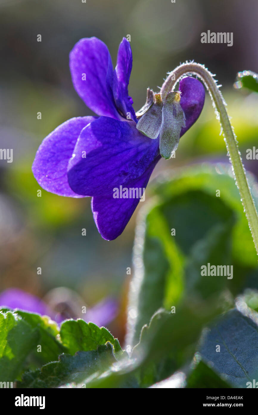 Bois violet / sweet violets / French violette (Viola odorata) en fleurs au printemps Banque D'Images