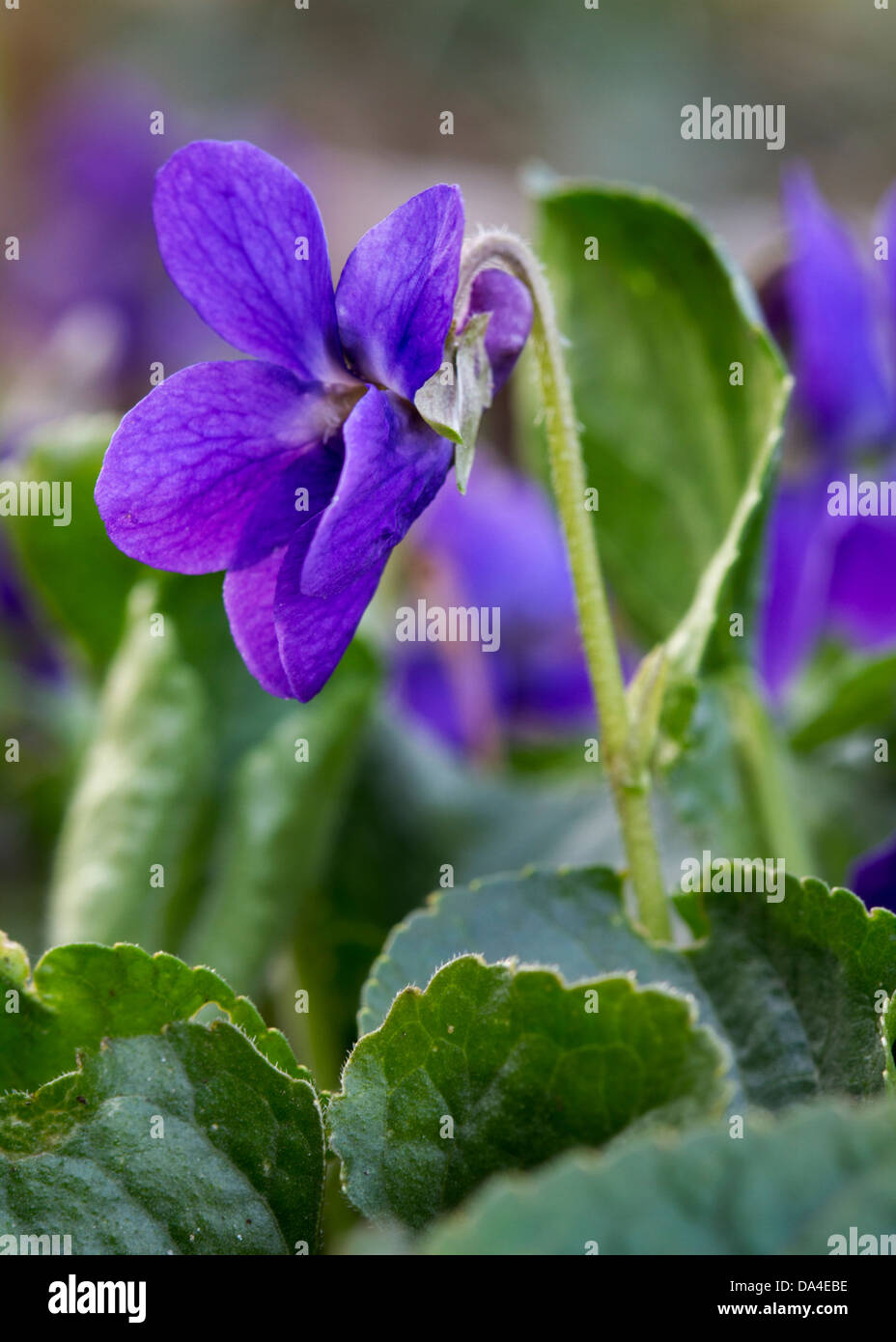 Bois violet / sweet violets / French violette (Viola odorata) en fleurs au printemps Banque D'Images