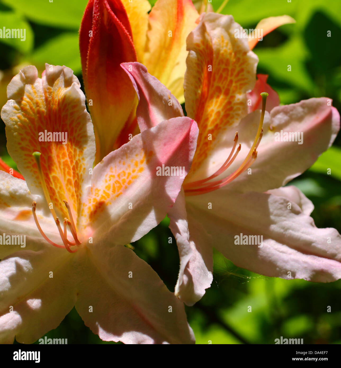 L'orange et le Jaune Rhododendron en fleurs Banque D'Images