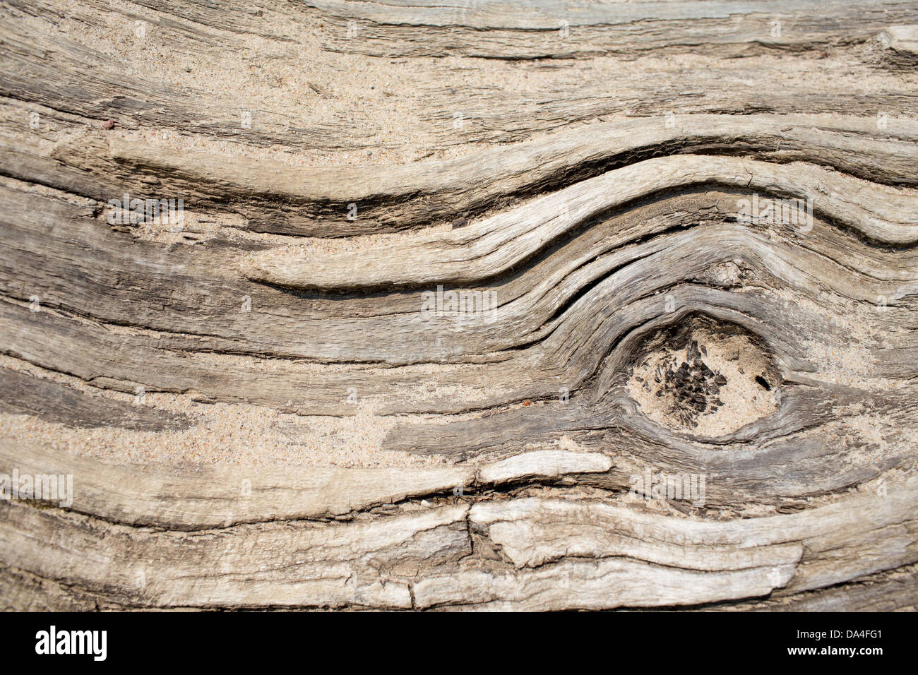 La texture de l'arbre comme arrière-plan Banque D'Images