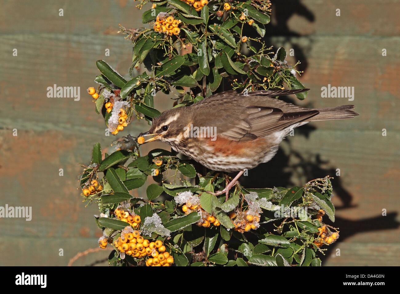 Redwing (Turdus iliacus) sur Pyracantha dans jardin manger des baies en hiver, Cheshire, Royaume-Uni, Janvier 6230 Banque D'Images