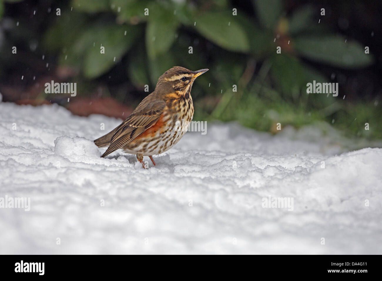 Redwing (Turdus iliacus) dans jardin dans la neige en hiver, Cheshire, Royaume-Uni, janvier 2010 8494 Banque D'Images