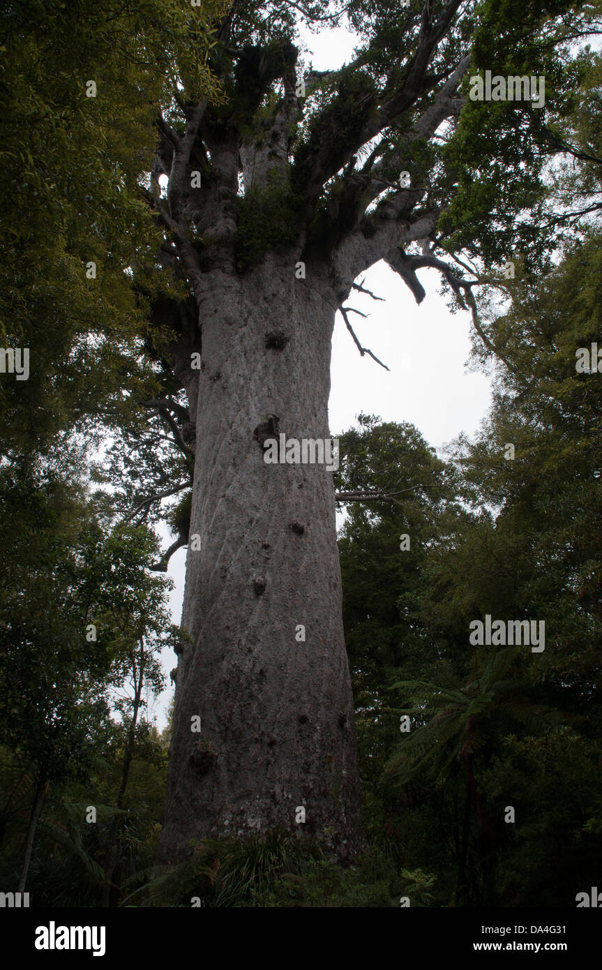 Tane Mahuta est le plus grand arbre kauri vivant dans le monde. Il est estimé à au moins 1200 et jusqu'à 2500 ans. Banque D'Images