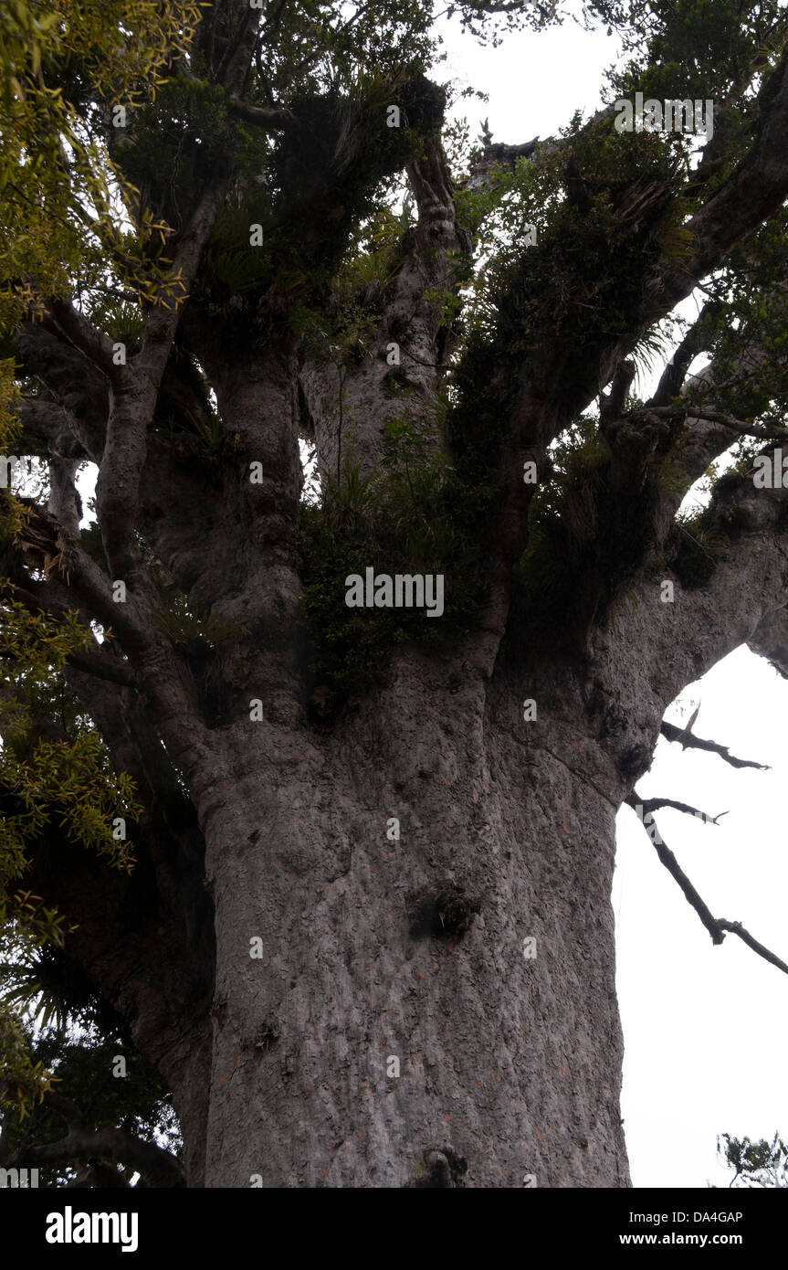 Tane Mahuta est le plus grand arbre kauri vivant dans le monde. Il est estimé à au moins 1200 et jusqu'à 2500 ans. Banque D'Images