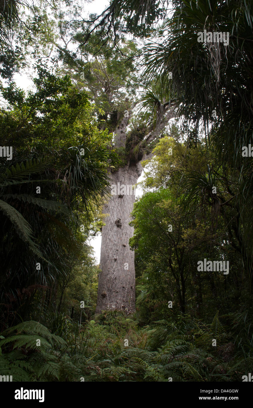 Tane Mahuta est le plus grand arbre kauri vivant dans le monde. Il est estimé à au moins 1200 et jusqu'à 2500 ans. Banque D'Images