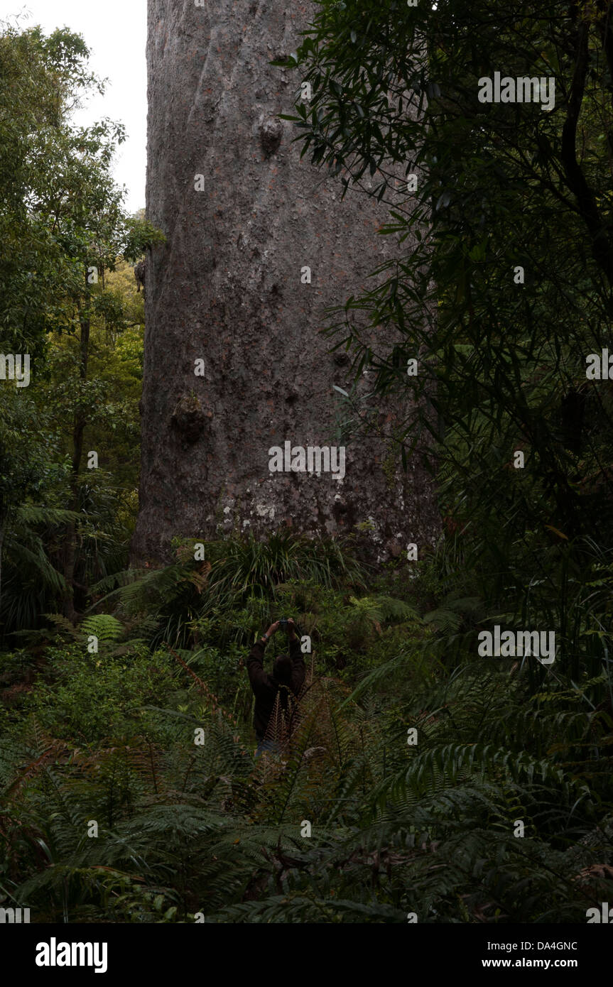 Tane Mahuta est le plus grand arbre kauri vivant dans le monde. Il est estimé à au moins 1200 et jusqu'à 2500 ans. Banque D'Images