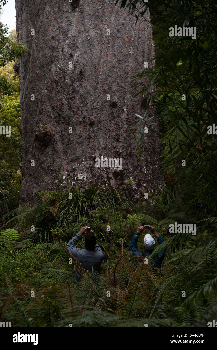 Tane Mahuta est le plus grand arbre kauri vivant dans le monde. Il est estimé à au moins 1200 et jusqu'à 2500 ans. Banque D'Images