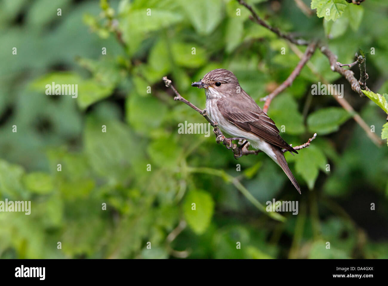 Spotted Flycatcher (Muscicapa striata) perché dans l'arbre dans les bois avec des proies dans le Nord du Pays de Galles UK Juin 8677 Banque D'Images