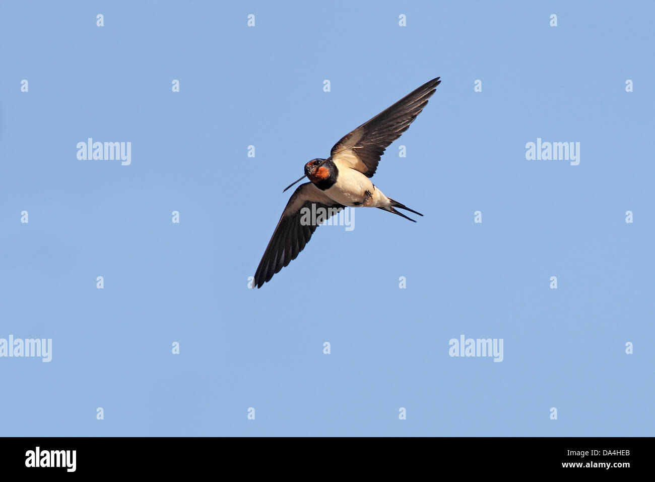 L'hirondelle rustique (Hirundo rustica) en vol transportant le matériel du nid Wirral Merseyside UK Juillet Banque D'Images