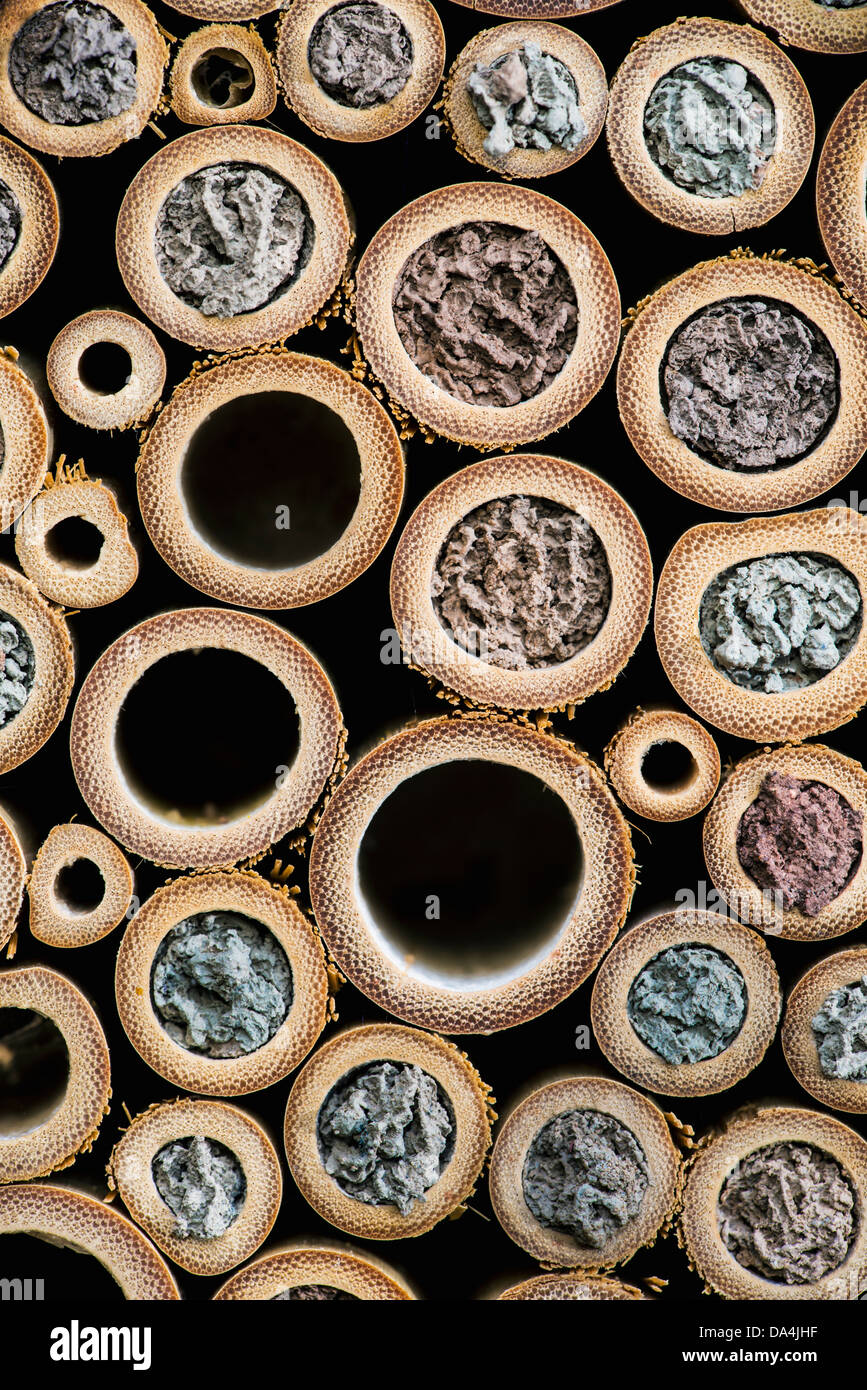 Maison des insectes, avec les chambres scellées par les abeilles maçonnes pour protéger leurs oeufs Banque D'Images
