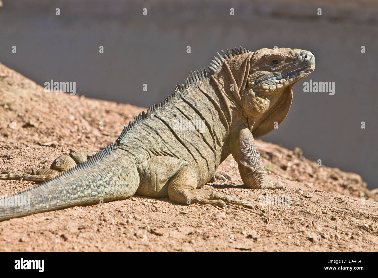 Iguane des roches sur la saleté des Caraïbes Banque D'Images