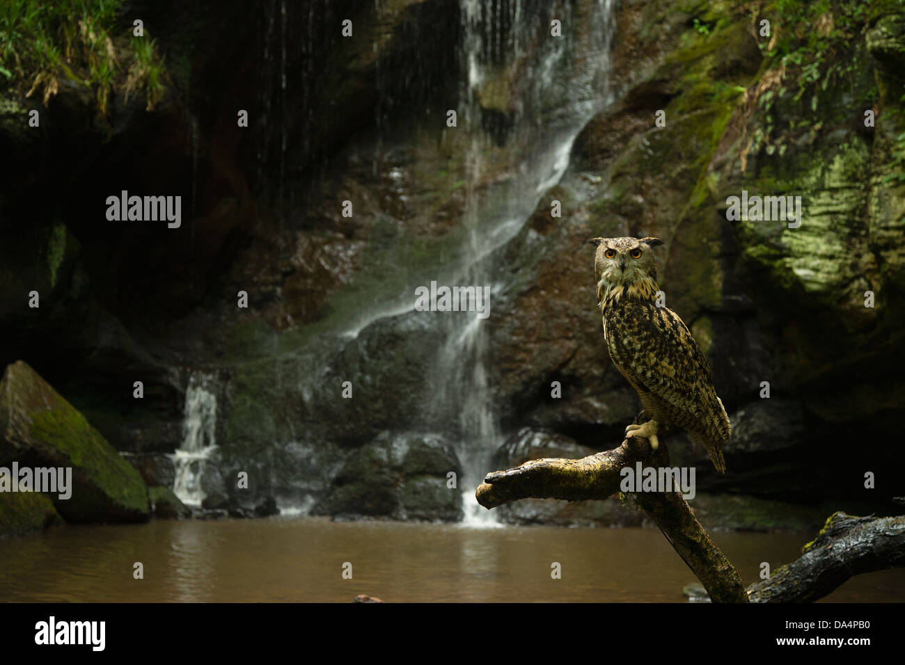 Grand Owl (Bubo Bubo) perché en face d'une cascade Banque D'Images Grand Owl (Bubo Bubo) perché en face d'une cascade Banque D'Images
