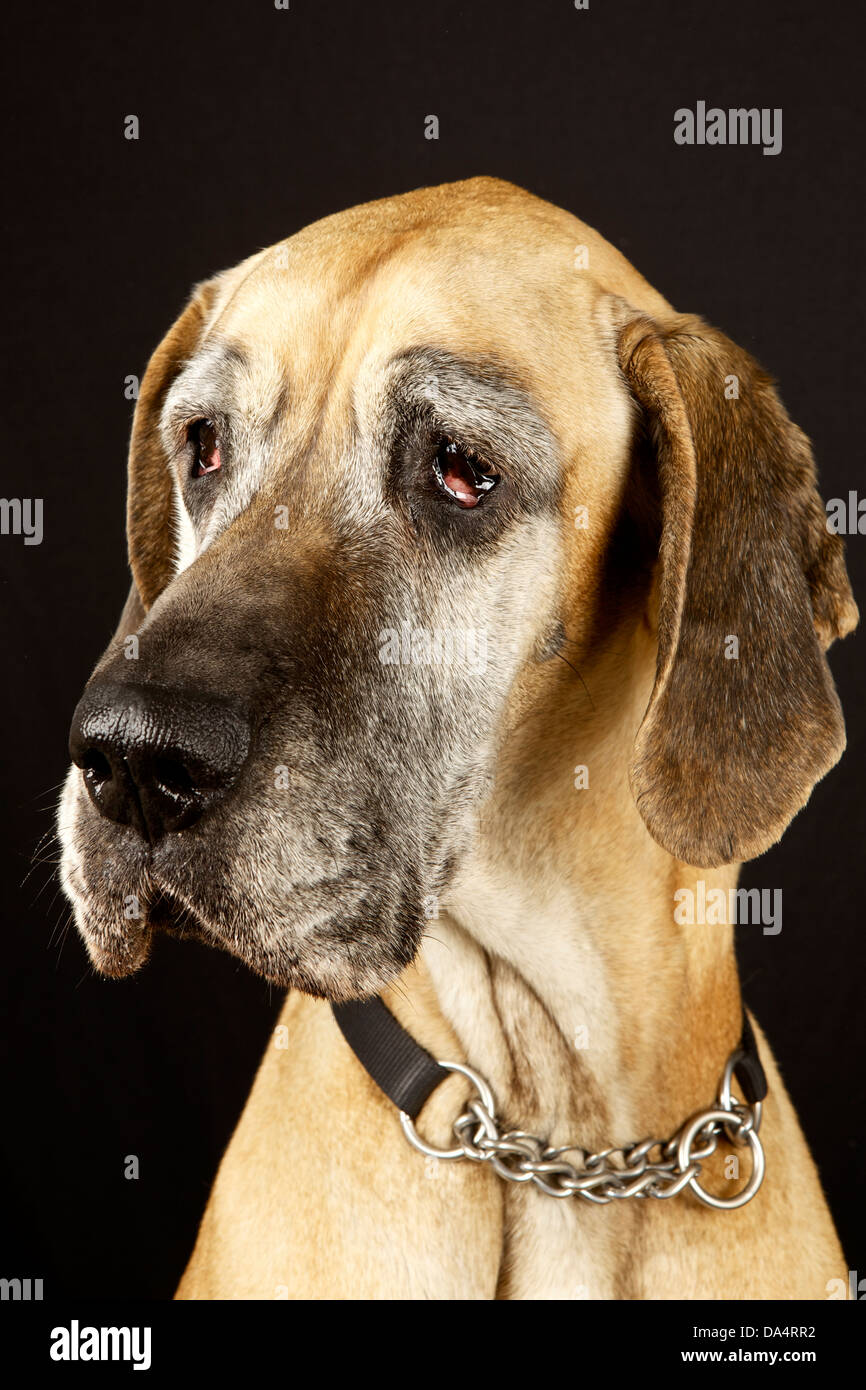 Superbe Broche Dogue Allemand En Argenté – Qualité Supérieure Art Dog – Parfaite Pour Les Amoureux Des Chiens