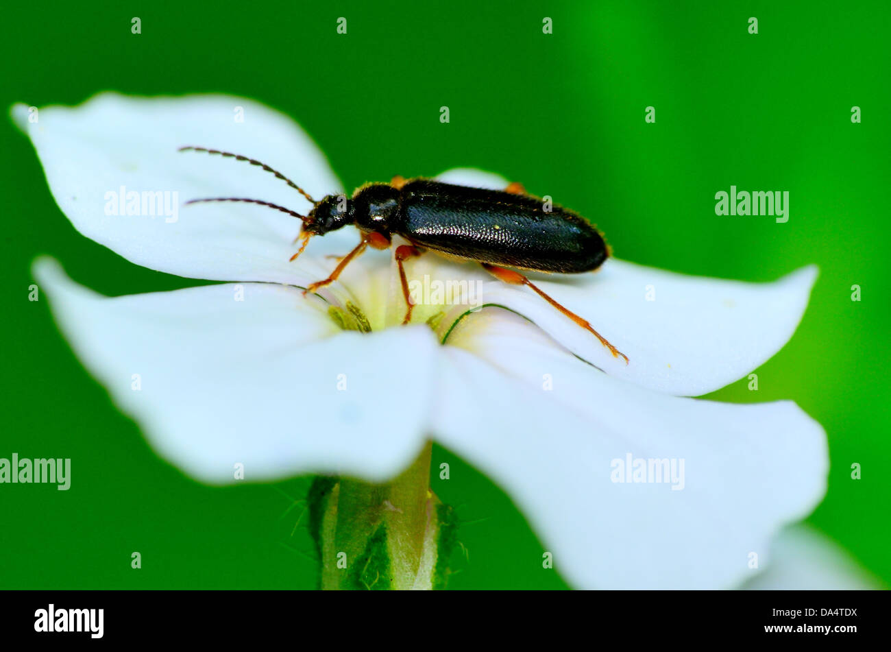 Un coléoptère perché au sommet d'une fleur. Banque D'Images