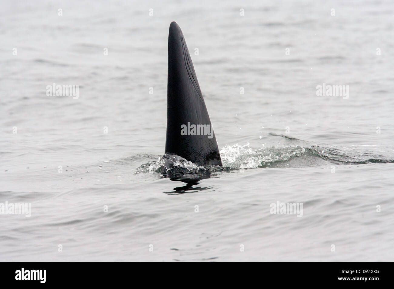 Orca Orcinus orca la baie de Monterey, Californie, États-Unis 24 juin homme adulte nageoire dorsale. Des delphinidés Banque D'Images