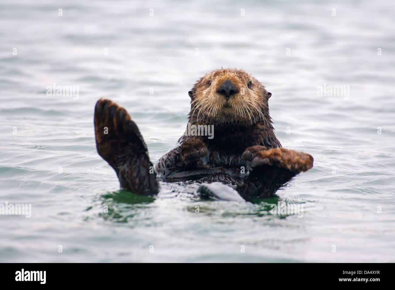 Loutre De Mer Banque D image Et Photos Alamy