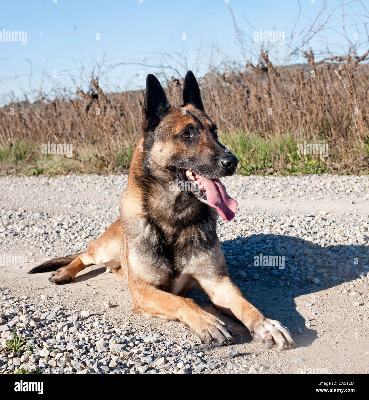 Photo d'un chien de berger belge malinois pure race Banque D'Images