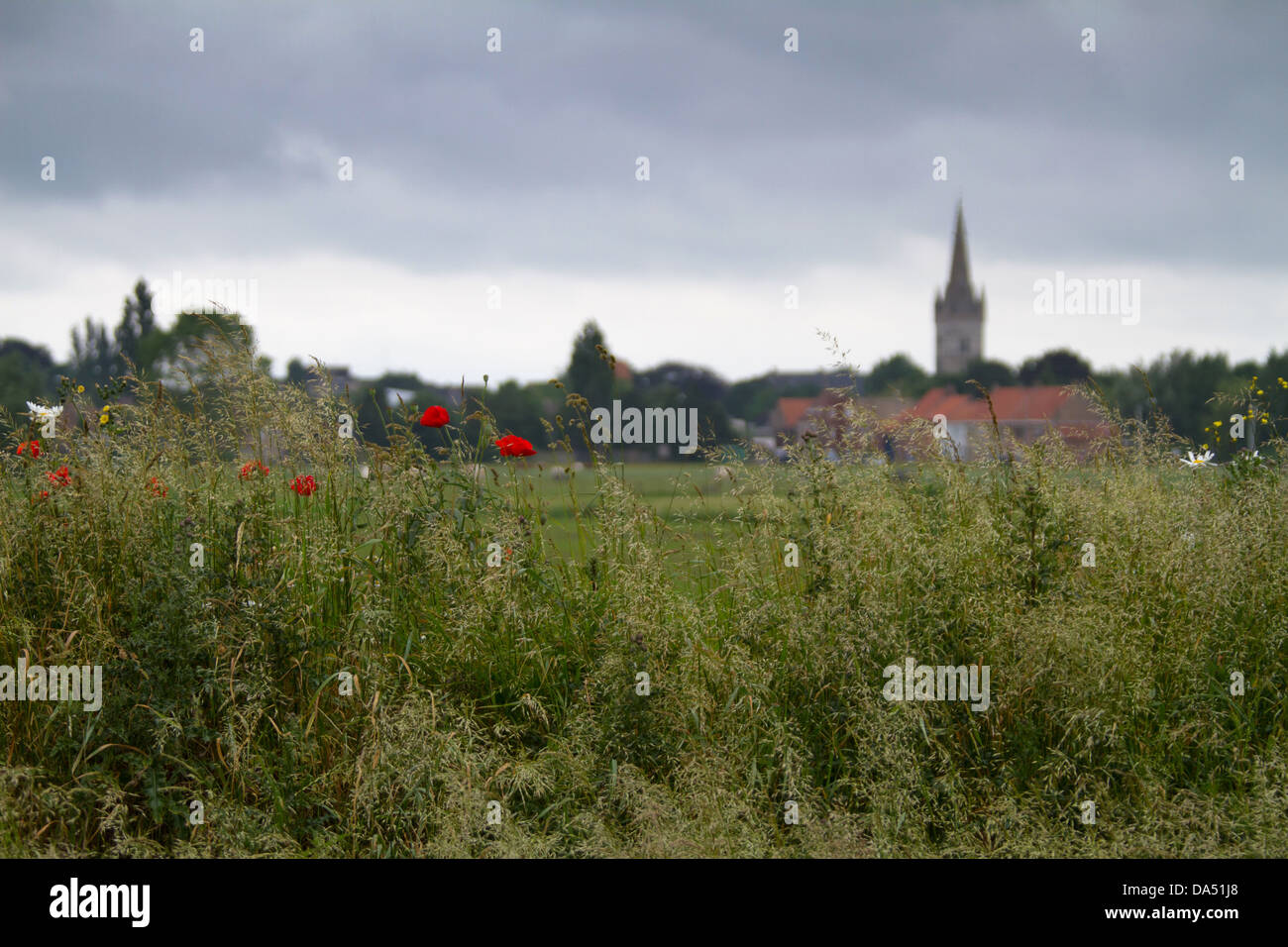 Poppies caractéristique de la région de Flandre domine le premier plan, une église du village se niche dans la distance de netteté Banque D'Images