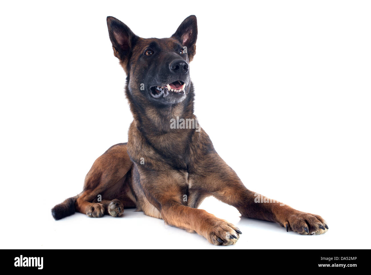 Berger belge malinois pure race, sur un fond blanc Banque D'Images