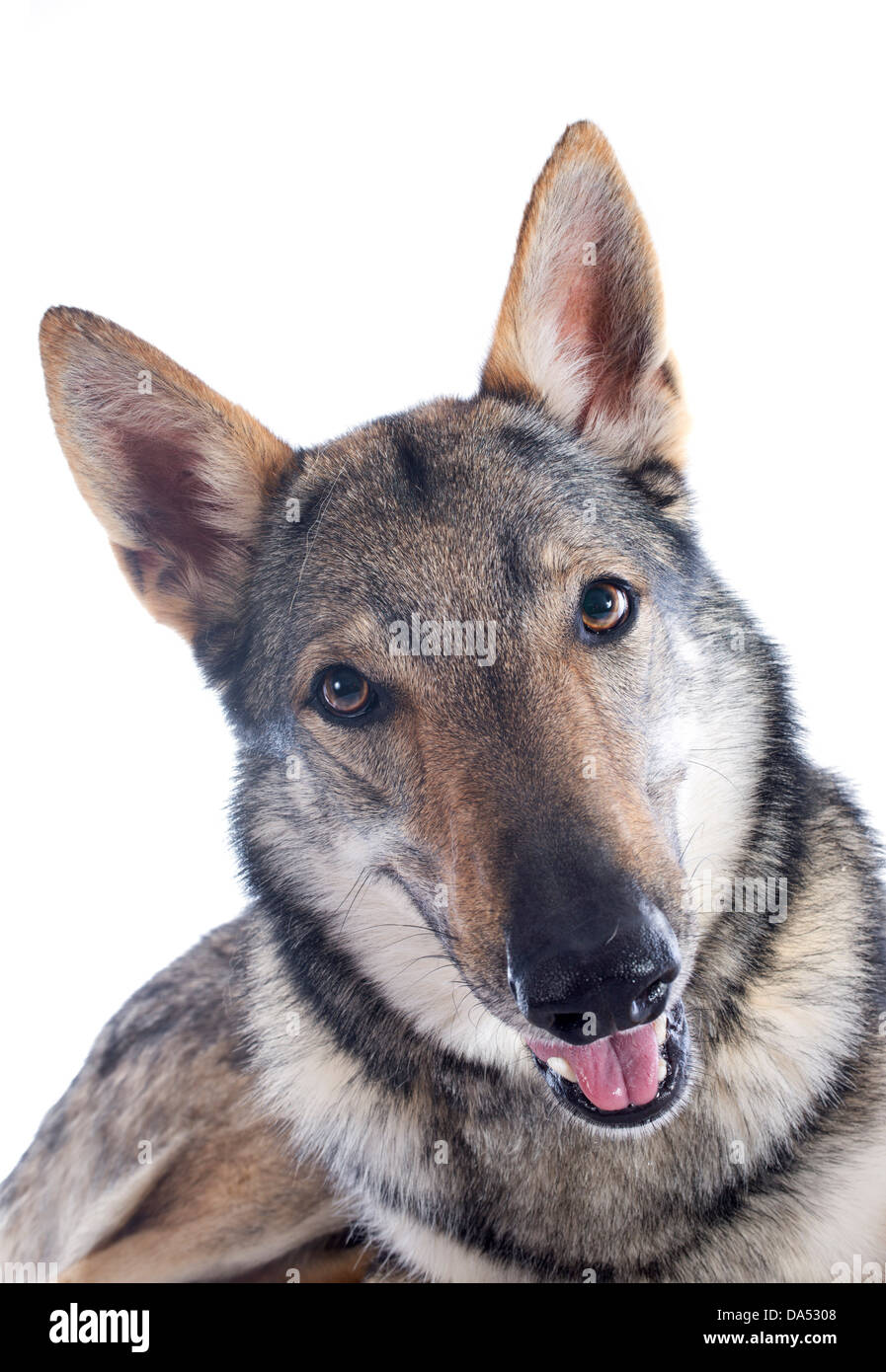 Portrait Dun Chien Loup Tchécoslovaque Race Devant Un Fond