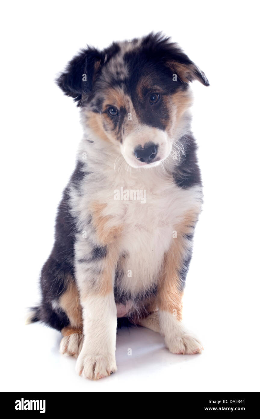 Portrait de chiot border collie in front of white background Banque D'Images