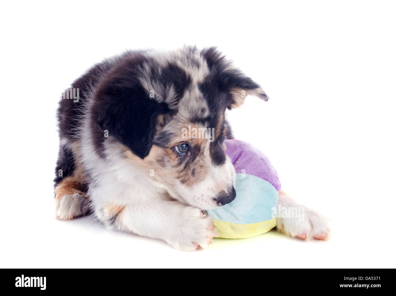 Portrait de chiot border collie à jouer avec une balle in front of white background Banque D'Images